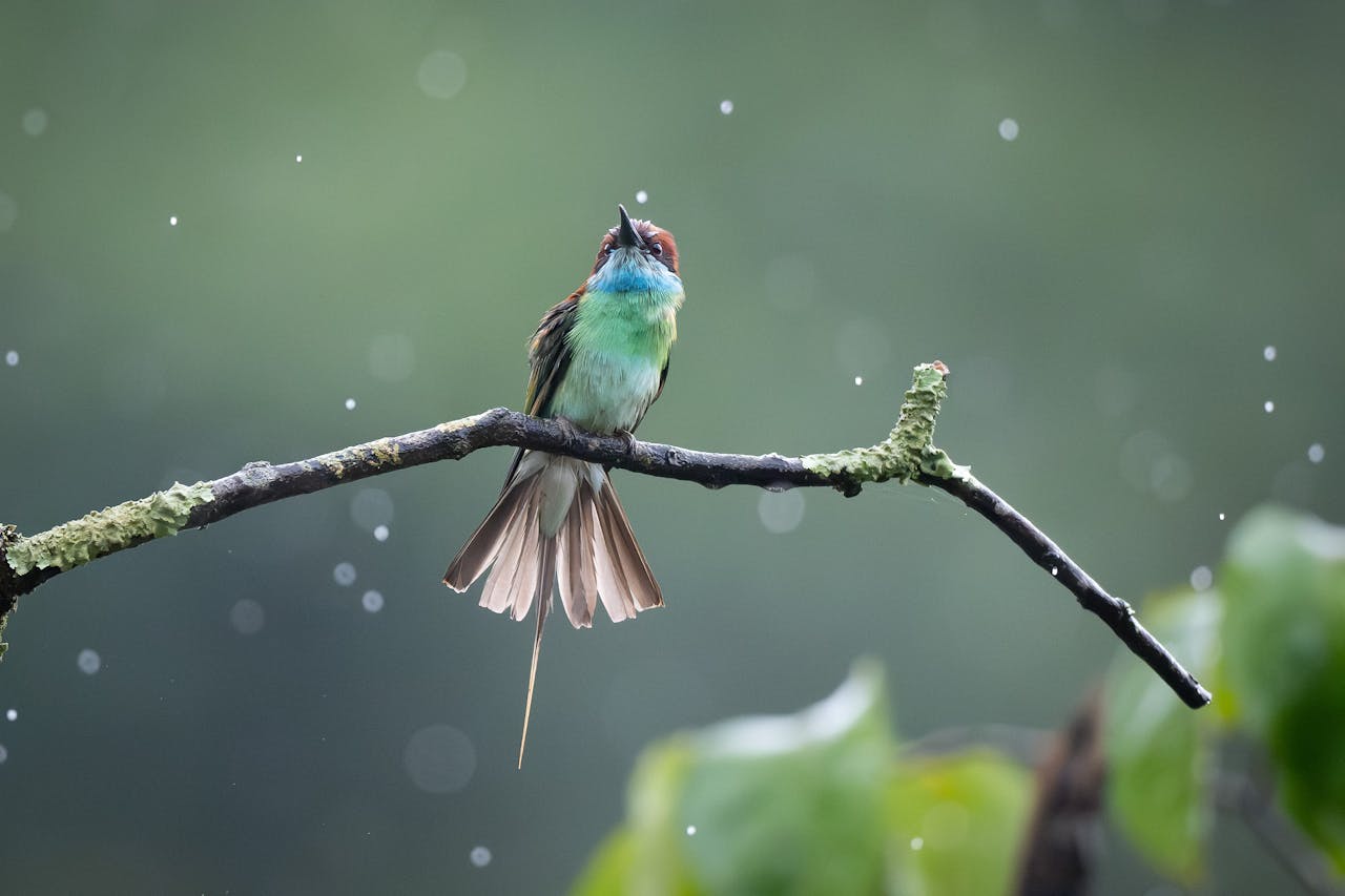 A Blue-Throated Bee-Eater perched on a branch during gentle rainfall.