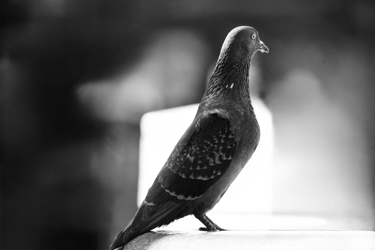 A striking black and white image of a pigeon perched elegantly.
