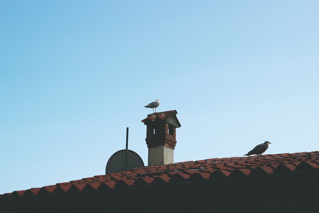 Seagulls rest on a rooftop with a chimney, under a clear blue sky.