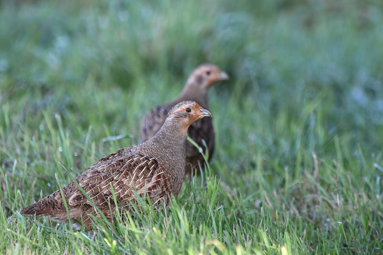 Two partridges foraging in vibrant green grass, showcasing nature's beauty.