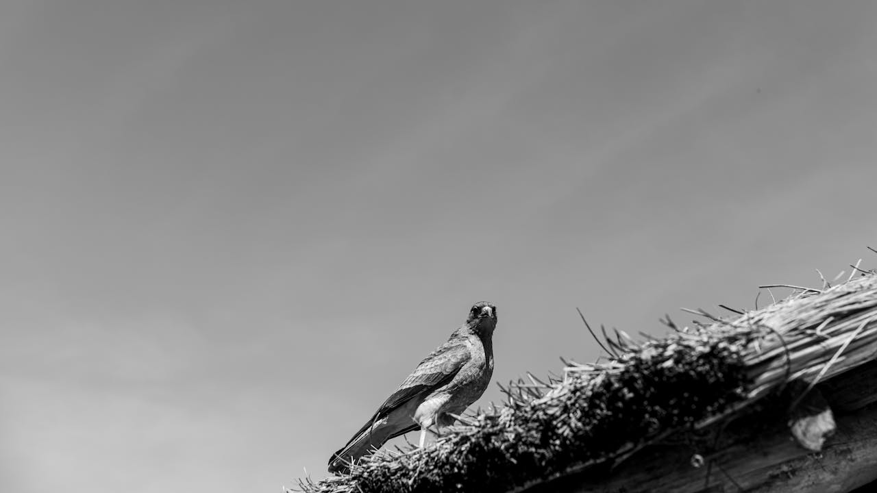 Monochrome image capturing a bird perched on a thatched roof in Tomas Jofre, Argentina.