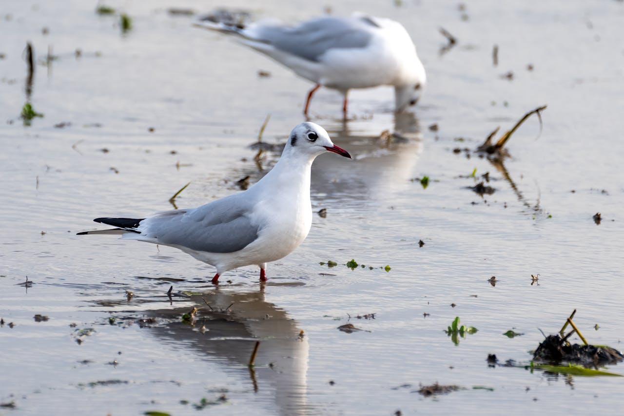 Seagulls wading in rice paddies, Comunidad Valenciana, capturing the essence of Spanish nature.